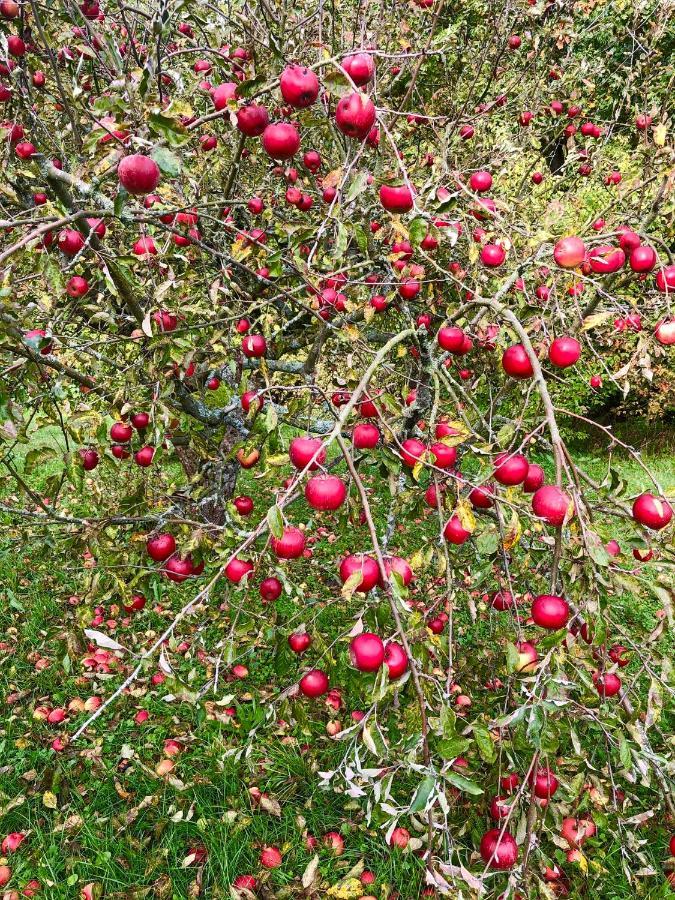 Apple Tree House Villa Lubin  Eksteriør bilde